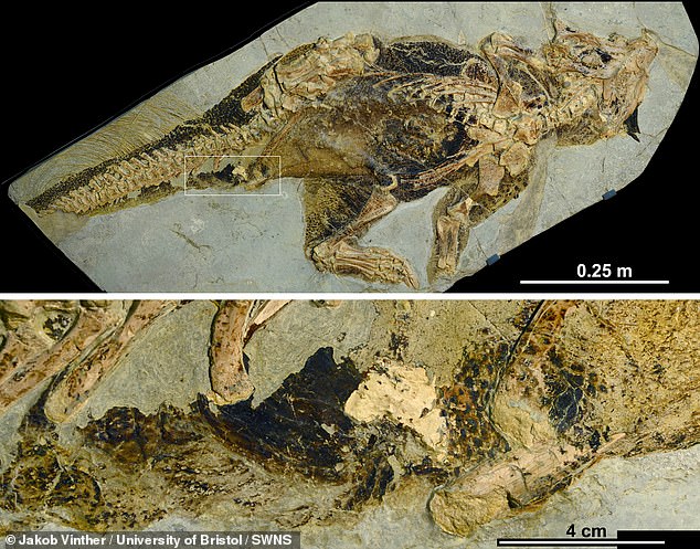 Έρευνα: Οι δεινόσαυροι είχαν πολύχρωμα γεννητικά όργανα για να προσελκύουν συντρόφους (Photos) - Media