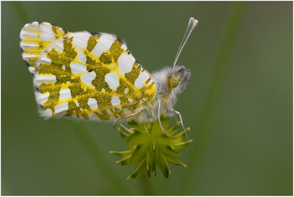 Ερευνα-σοκ: Είδος προς εξαφάνιση οι πεταλούδες   - Media