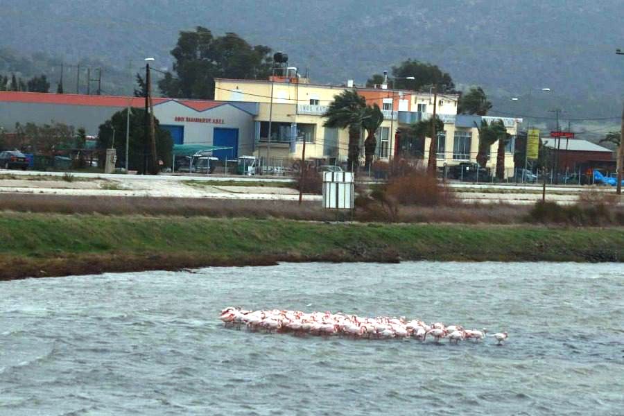 Λέσβος: Μήνυμα αλληλεγγύης από τα φλαμίνγκο - «Aγκαλιάζονται» για να αντέξουν το κρύο (Photos) - Media