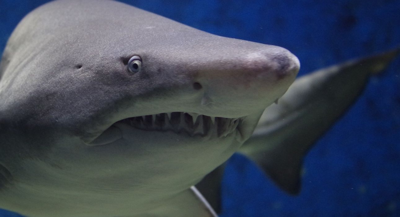ΗΠΑ: Ταΐζει τους καρχαρίες με τα χέρια ρισκάροντας την ζωή του | ΤΟ ΠΟΝΤΙΚΙ