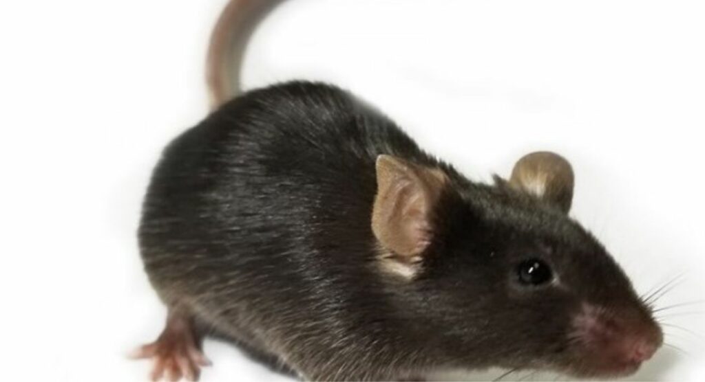 Γερμανία: Παράλυτα ποντίκια με παραπληγία περπάτησαν ξανά  - Media