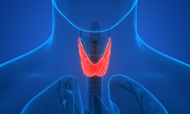 Υποθυρεοειδισμός: Τι πρέπει να τρώτε - Τι απαγορεύεται - Media