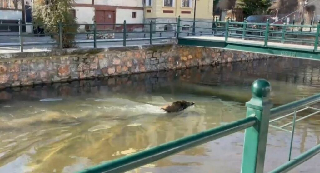 Φλώρινα: Αγριογούρουνο κολυμπά στον ποταμό Σακουλέβα (Video) - Media
