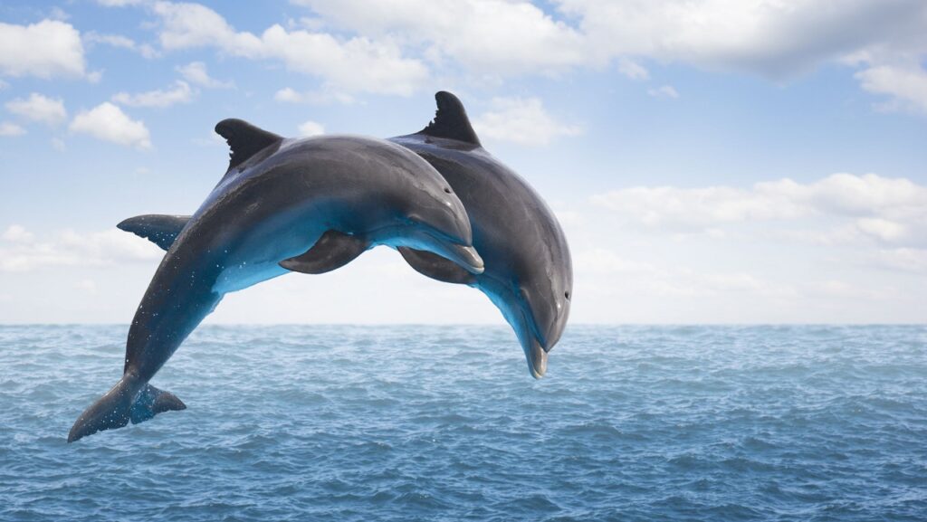 Δελφίνια: «Μιμούνται» τον άνθρωπο – Νέα έρευνα ανατρέπει τα δεδομένα - Media