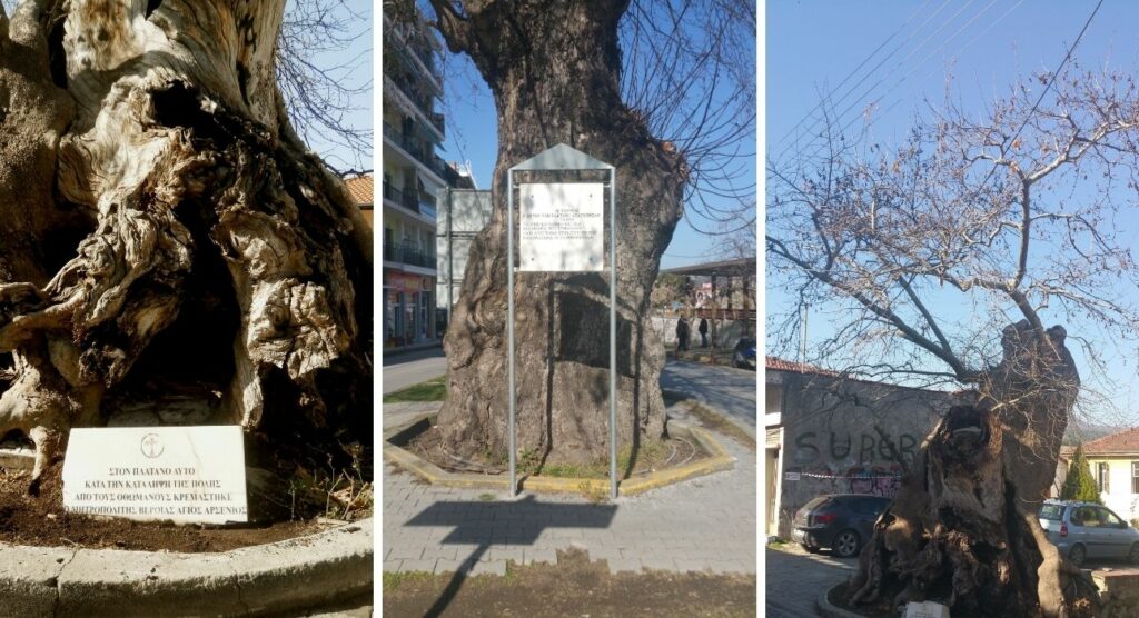 Έρευνα: Τα υπεραιωνόβια δένδρα που… «γνώρισαν» τον Κολοκοτρώνη (Photos) - Media