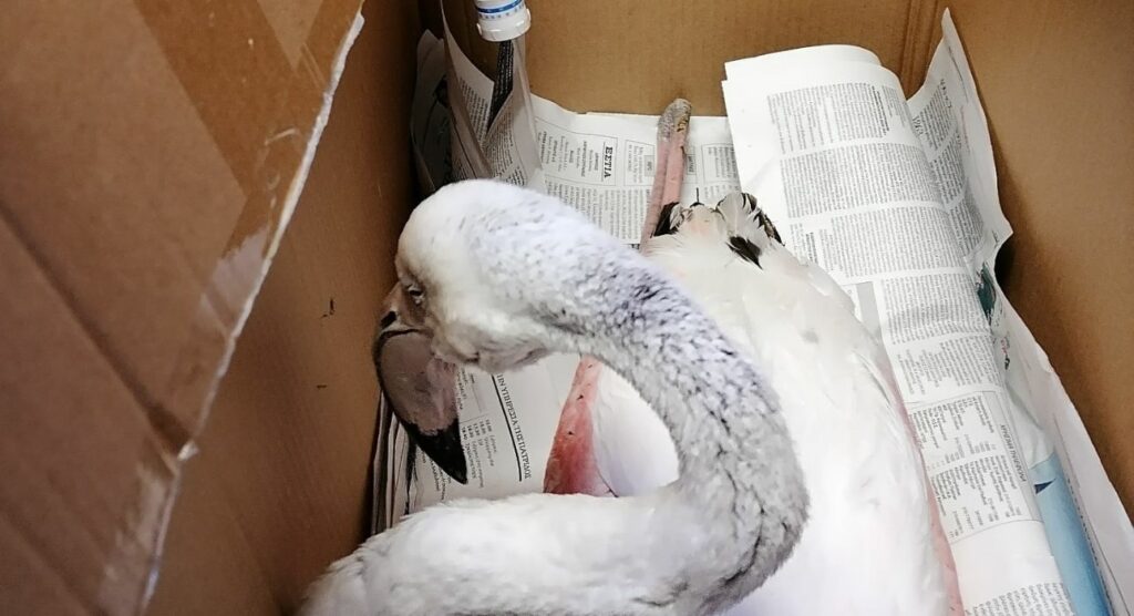 Θεσσαλονίκη: Πέθανε φλαμίνγκο που είχε δηλητηριαστεί από μόλυβδο - Media