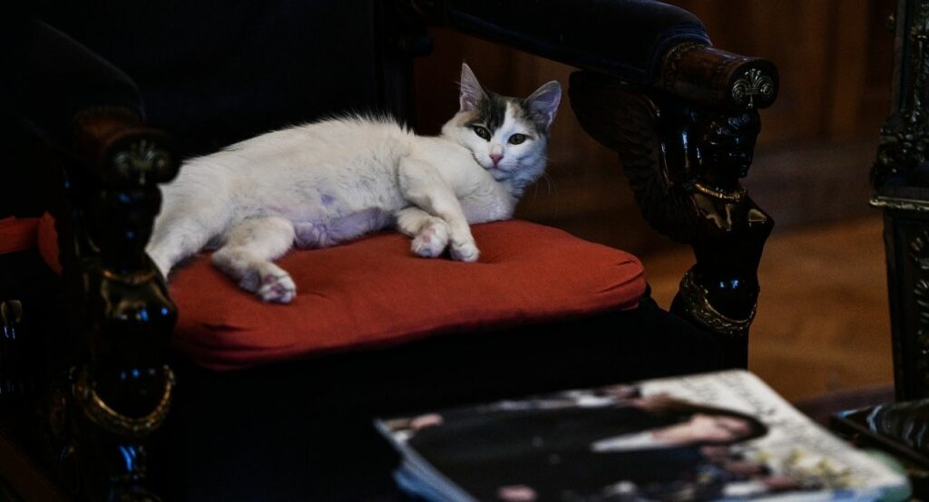 «Εστία»: Επίθεση στην Πρόεδρο της Δημοκρατίας για τη γάτα της! (Photo) - Media