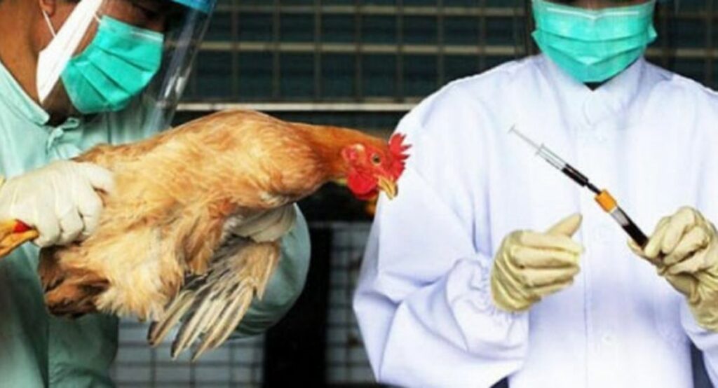 Ρωσία: Καταγράφηκε το πρώτο περιστατικό ανθρώπινης μόλυνσης με τη γρίπη των πτηνών  - Media