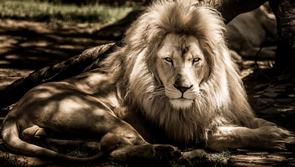 Κορωνοϊός: Θετικά σε COVID-19 ζώα σε ζωολογικό κήπο στην Τσεχία - Media