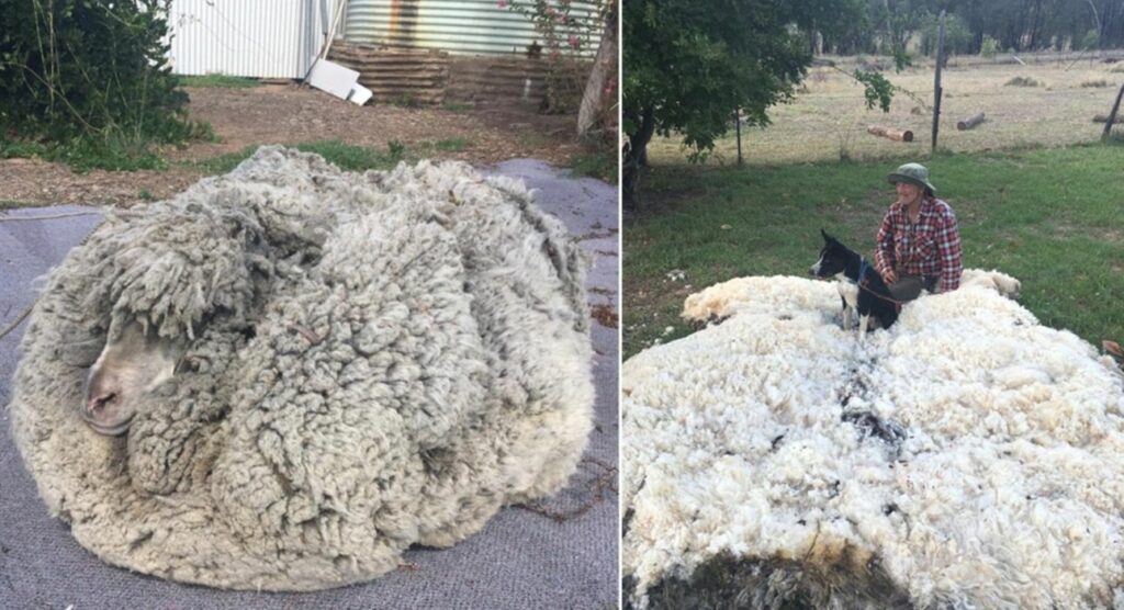 Μπαράκ: Το πρόβατο με 35 κιλά μαλλί - Όσο χρειάζεται για 490 ζευγάρια κάλτσες (Video/Photos)  - Media