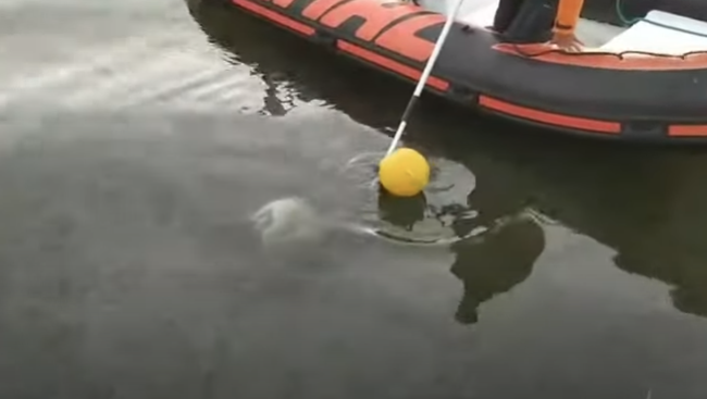 Σκιάθος: Έπνιξε σκυλάκι – Του πέρασε σωλήνα στο λαιμό και το πέταξε στη θάλασσα (Video) - Media