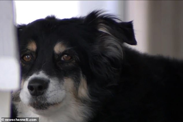 Ζάμπλουτος επιχειρηματίας άφησε 5 εκατομμύρια δολάρια στον σκύλο του και πέθανε - Media
