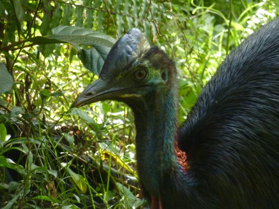 best_cassowary.jpg