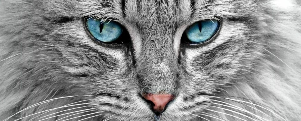 cat_new