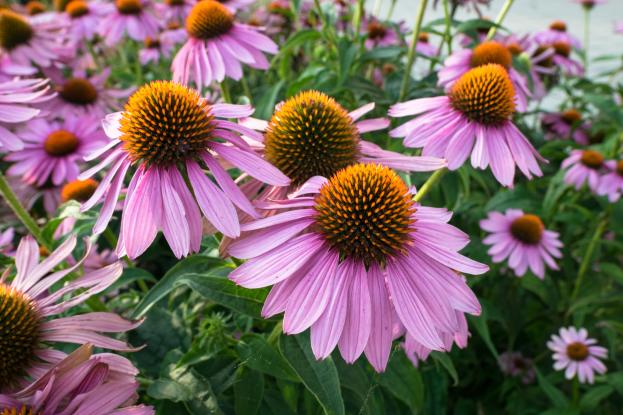 echinacea.jpg
