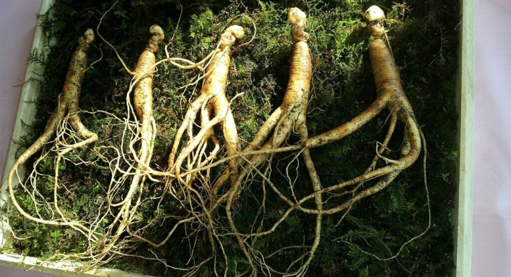 Η θεραπευτική ρίζα που κάνει... θαύματα! Από ποιες ασθένειες προστατεύει - Media