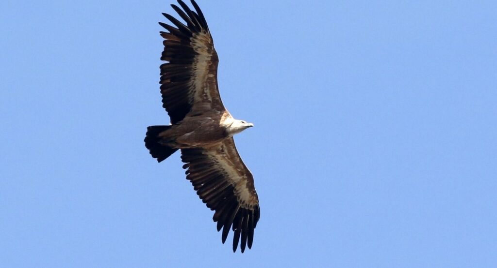 Αλεξανδρούπολη: Νεκροί από δηλητηριασμένα δολώματα δύο μαυρόγυπες στη Δαδιά - Media