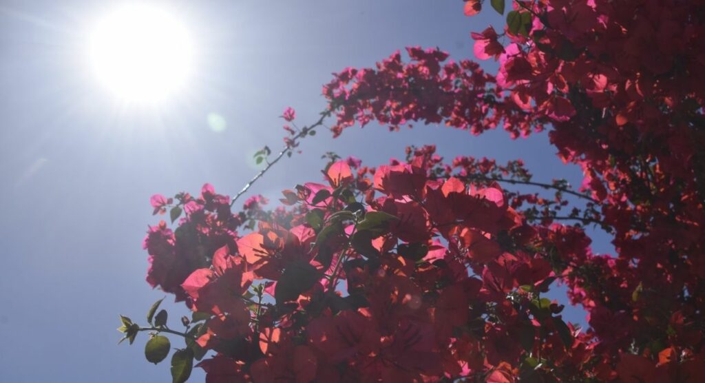 Καιρός: Ανοιξιάτικη λιακάδα και άνοδος της θερμοκρασίας (Χάρτες) - Media