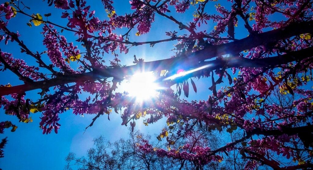 Καιρός: Τσικνοπέμπτη με ήλιο και υψηλές θερμοκρασίες (Χάρτες) - Media