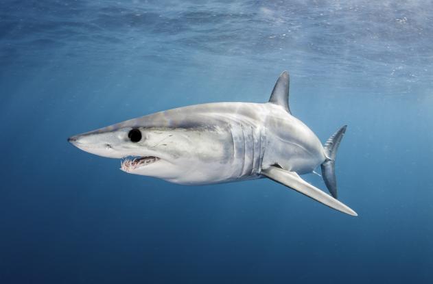 mako-shark.jpg