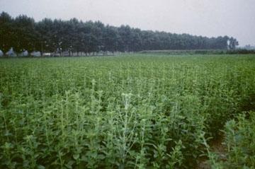 oldphotos134363476867.jpg