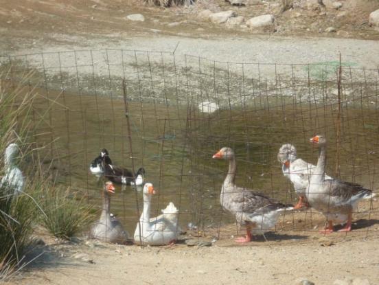 oldphotos1349346051321349510032.jpg