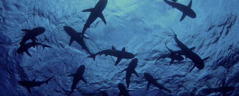 sharks.jpg