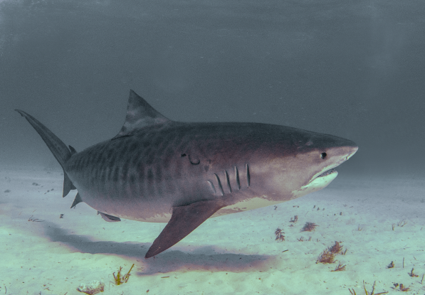 tiger_shark.png