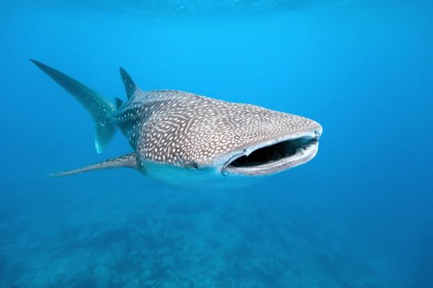 whale-shark-1.jpg