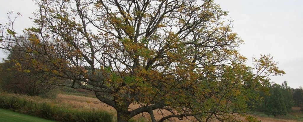 Coffee-tree-new