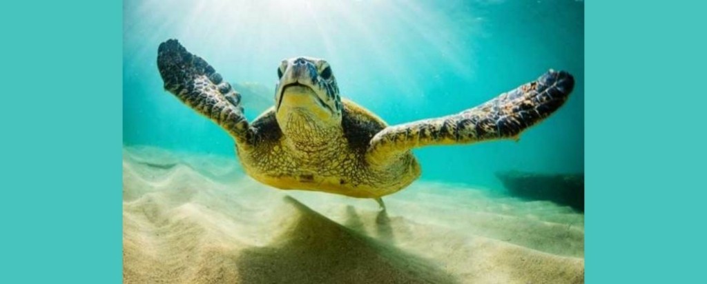 Sea Turtle_new