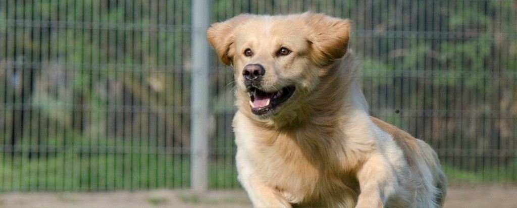 dog new