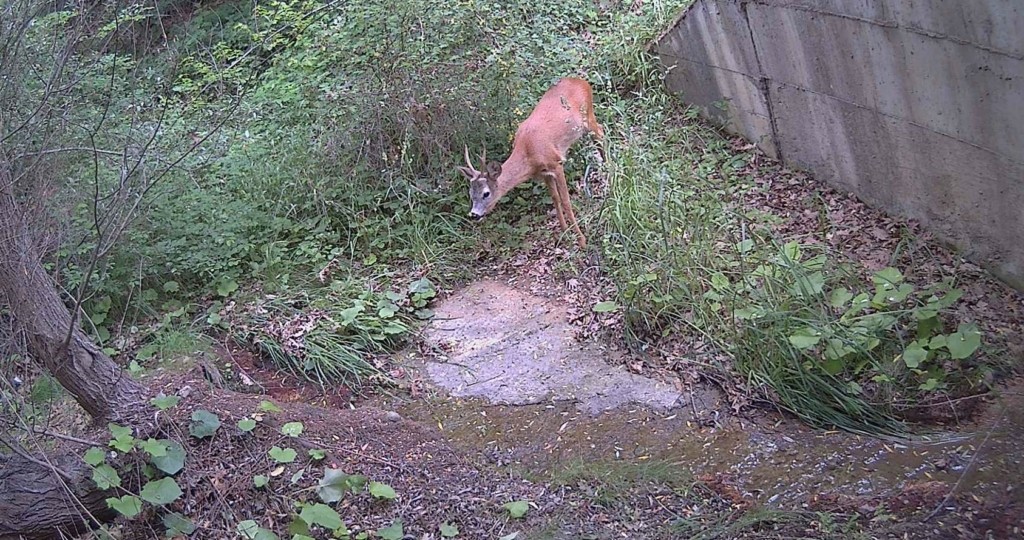 COSMOTE LIFE SAFE CROSSING DEER