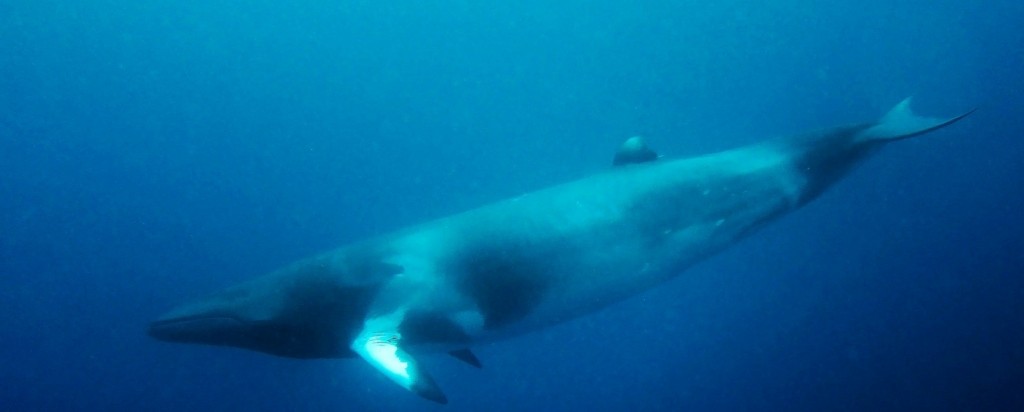 Minke_Whale_new