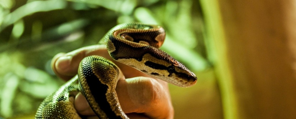 SNAKE NEW
