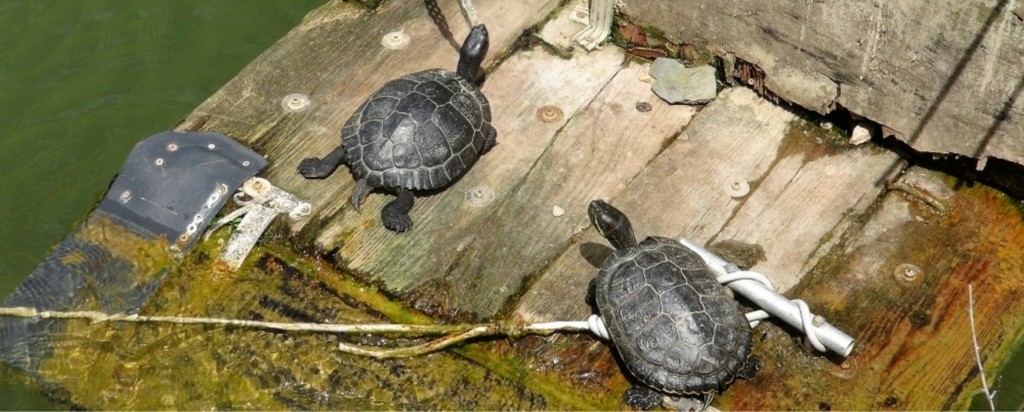 Turtles_new