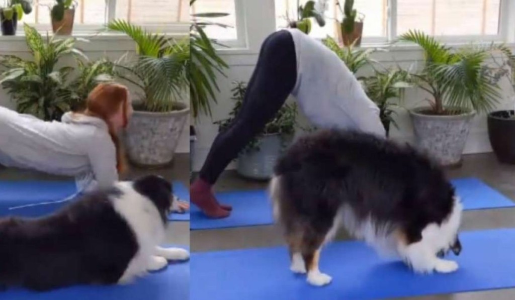dog_yoga