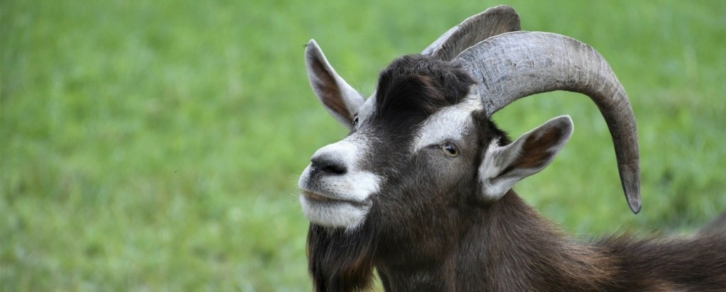 goat_new
