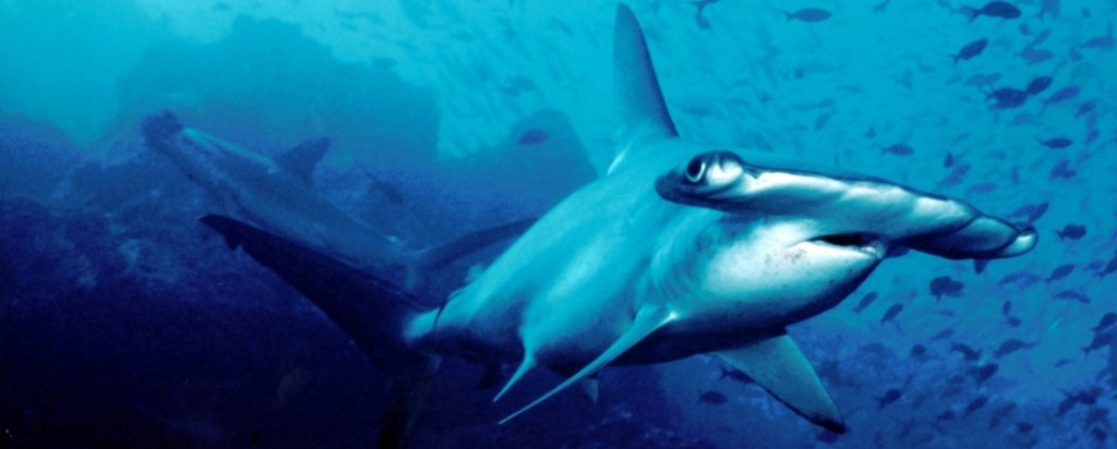 Hammerhead_shark_new