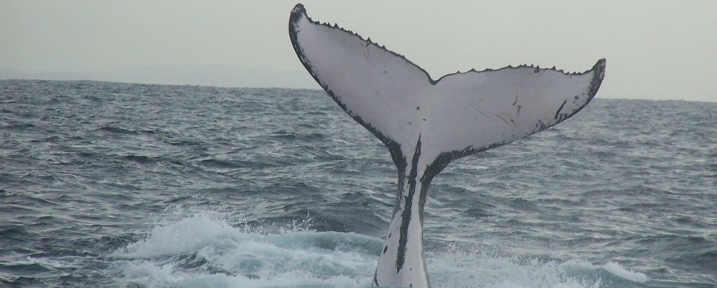 Humpback_whale_new