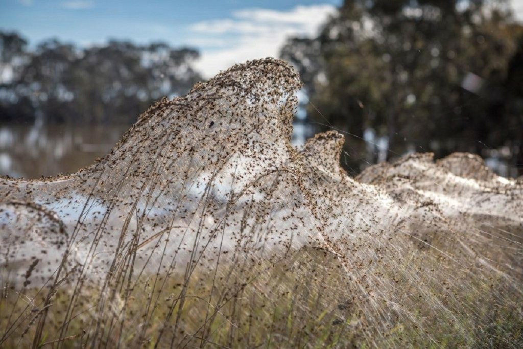 araxnes-australia