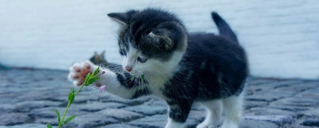 cat_new