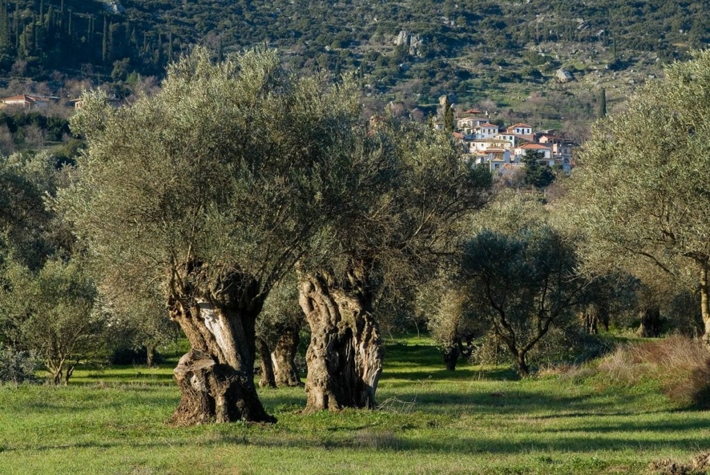 elaionas