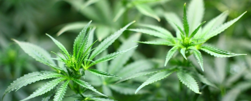 cannabis_new