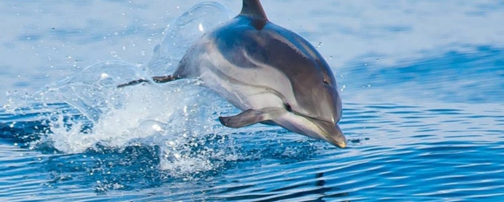 delfini new