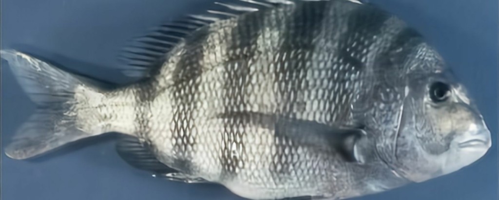 sheepshead_new