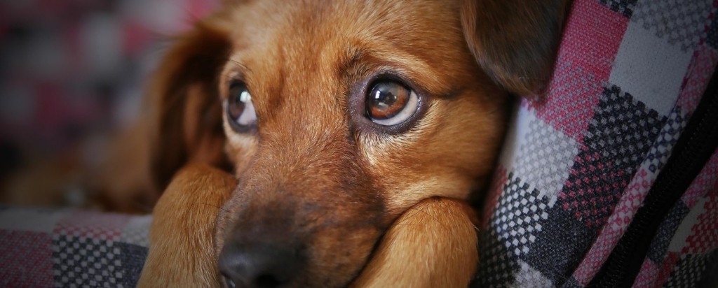 dog sad new