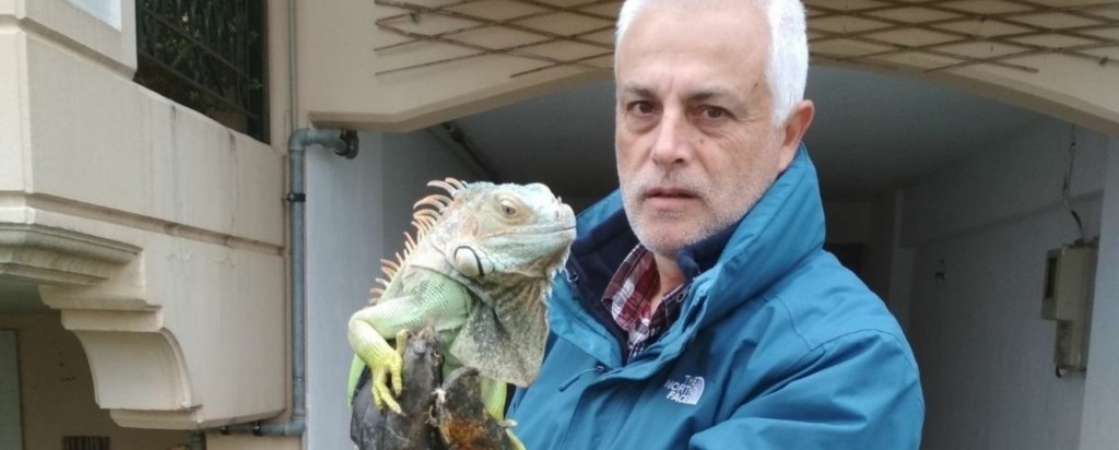 iguana_new