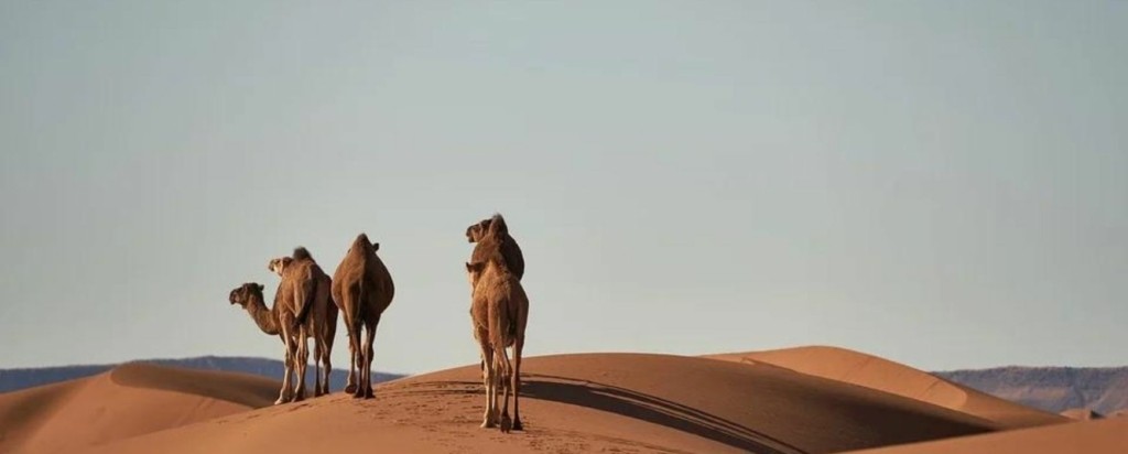 Camels-new