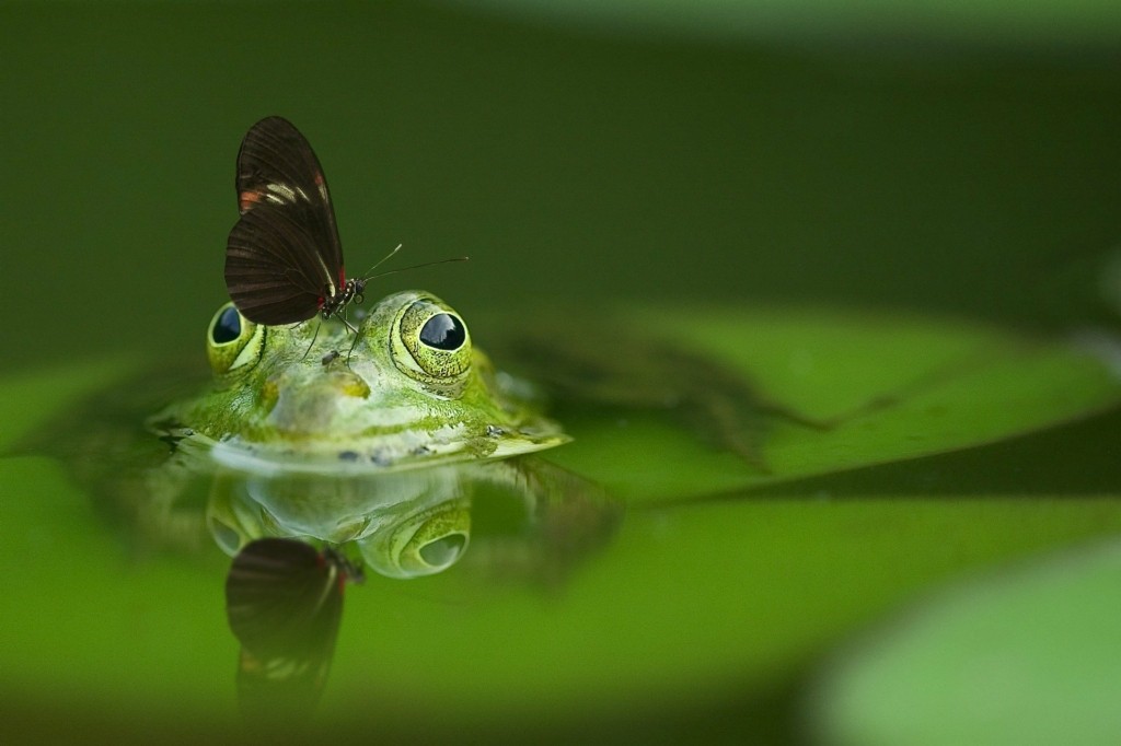 frog new